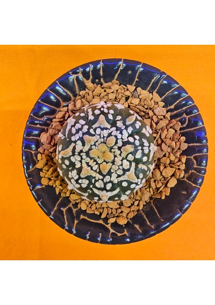 Astrophytum V-Cactus 3 cm Boyutunda Özel Tür Kaktüs