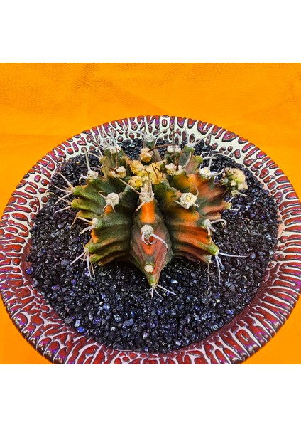 Gymnocalycium Mihanovichii 5 cm Boyutunda Özel Tür Kaktüs fiyatları