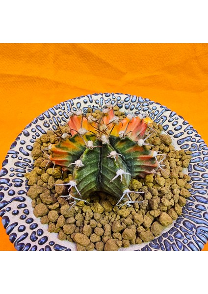 Gymnocalycium Mihanovichii 5 cm Boyutunda Özel Tür Kaktüs fiyatları