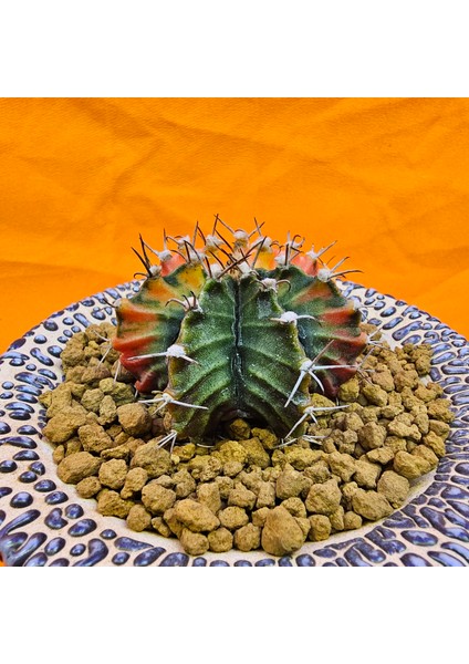 Gymnocalycium Mihanovichii 5 cm Boyutunda Özel Tür Kaktüs modelleri
