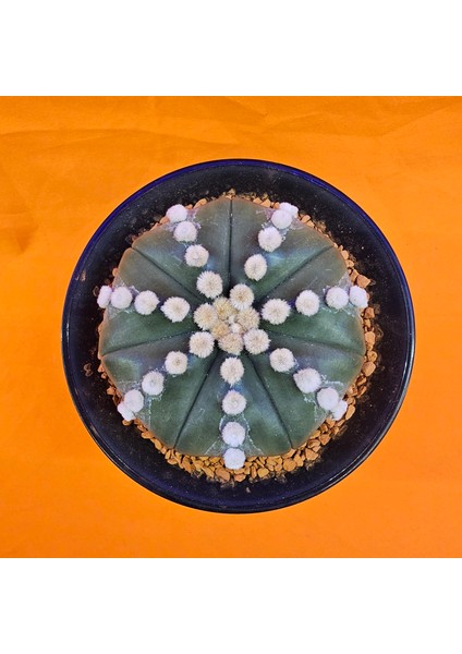 Astrophytum Ooibo 5 cm Yükseklik 8 cm Boyutunda Özel Tür Kaktüs