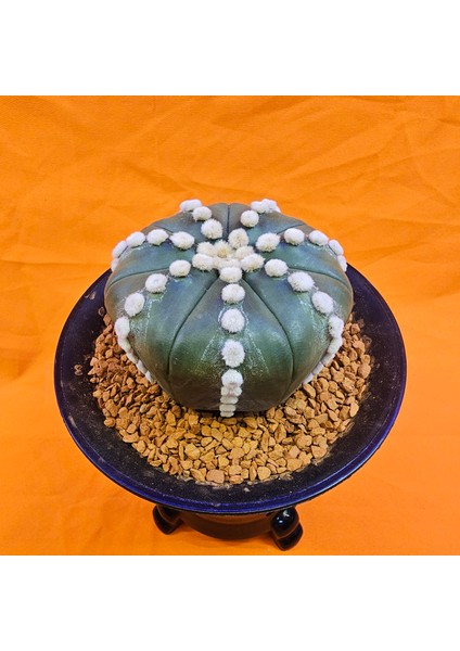 Astrophytum Ooibo 5 cm Yükseklik 8 cm Boyutunda Özel Tür Kaktüs modelleri