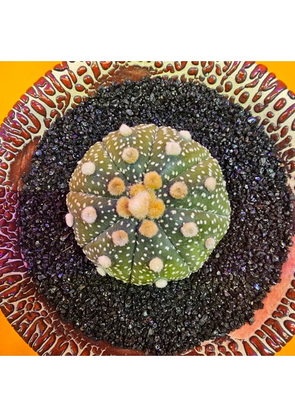 Astrophytum Star Shape 4,5 cm Boyutunda Özel Tür Kaktüs