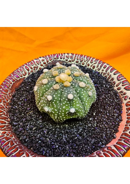Astrophytum Star Shape 4,5 cm Boyutunda Özel Tür Kaktüs fiyatları