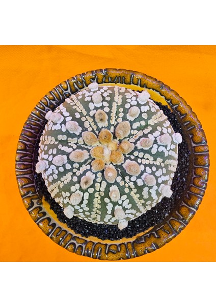 Astrophytum Super Kabuto 6 cm Boyutunda Özel Tür Kaktüs
