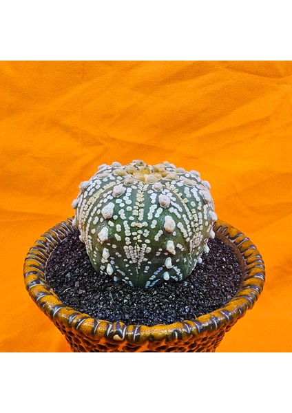 Astrophytum Super Kabuto 6 cm Boyutunda Özel Tür Kaktüs modelleri