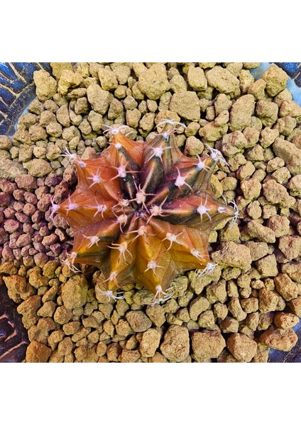 Gymnocalycium Sepia 3,5 cm Özel Tür Kaktüs