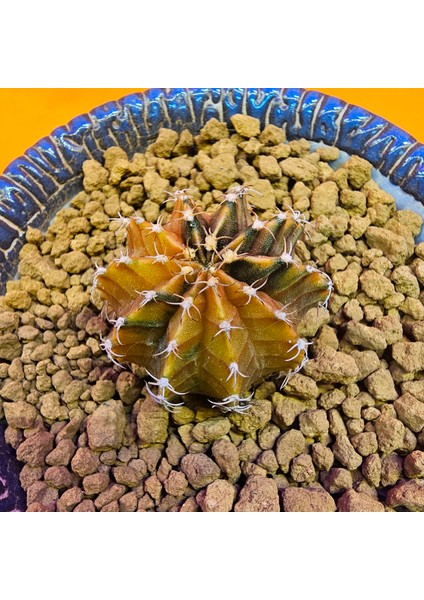 Gymnocalycium Sepia 3,5 cm Özel Tür Kaktüs fiyatları