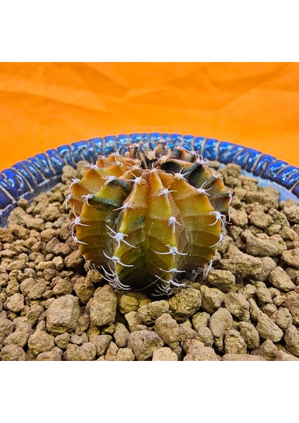 Gymnocalycium Sepia 3,5 cm Özel Tür Kaktüs modelleri