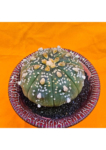 Astrophytum Asterias 7 cm Boyutunda Özel Tür Kaktüs fiyatları