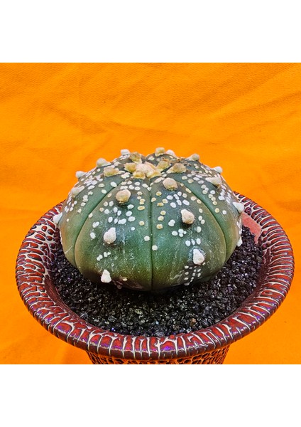 Astrophytum Asterias 7 cm Boyutunda Özel Tür Kaktüs modelleri