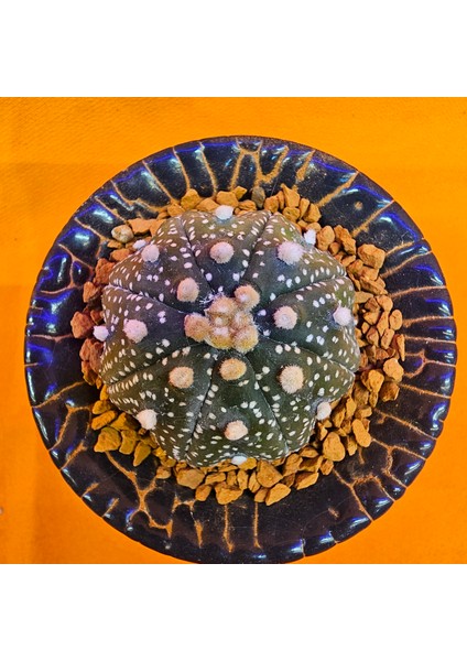 Astrophytum Asterias 4 cm Boyutunda Özel Tür Kaktüs