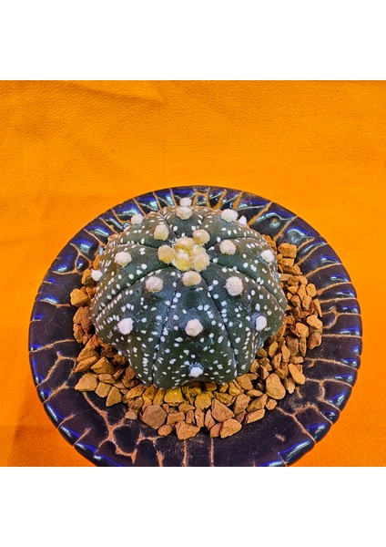 Astrophytum Asterias 4 cm Boyutunda Özel Tür Kaktüs fiyatları
