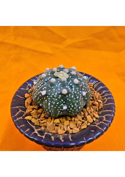 Astrophytum Asterias 4 cm Boyutunda Özel Tür Kaktüs modelleri