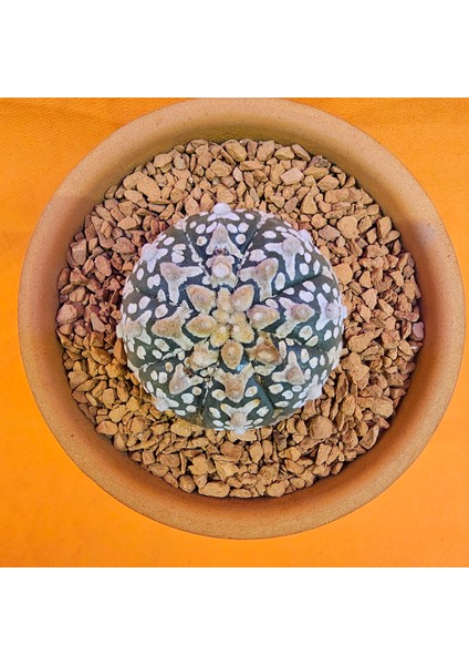 Astrophytum V-Cactus 4 cm Boyutunda Özel Tür Kaktüs