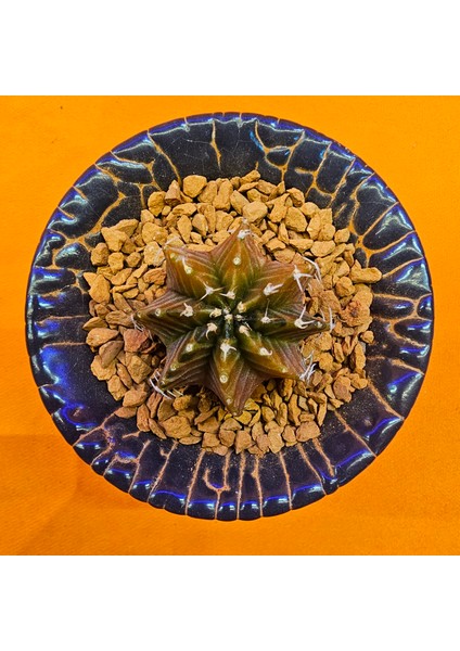 Gymnocalycium Sepia 3 cm Özel Tür Kaktüs