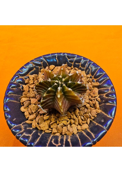 Gymnocalycium Sepia 3 cm Özel Tür Kaktüs fiyatları