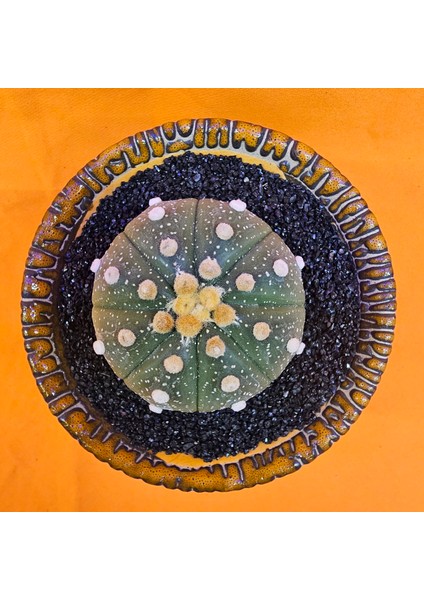 Astrophytum Asterias 5 cm Boyutunda Özel Tür Kaktüs
