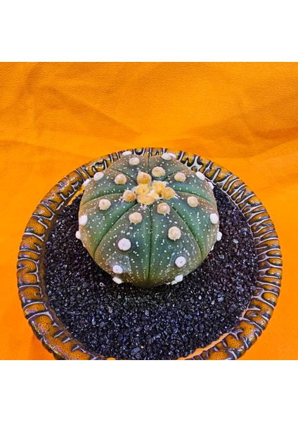 Astrophytum Asterias 5 cm Boyutunda Özel Tür Kaktüs fiyatları