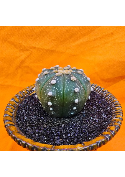 Astrophytum Asterias 5 cm Boyutunda Özel Tür Kaktüs modelleri