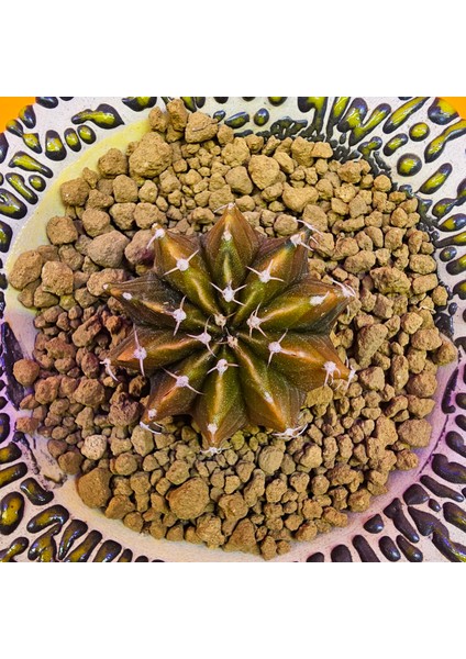 Gymnocalycium Sepia 4 cm Özel Tür Kaktüs