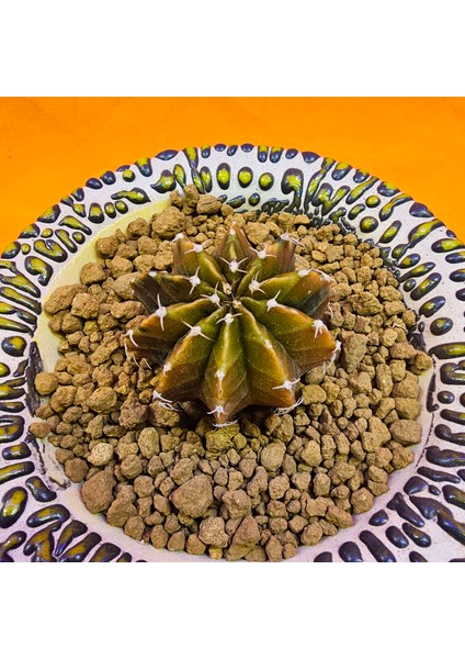 Gymnocalycium Sepia 4 cm Özel Tür Kaktüs fiyatları