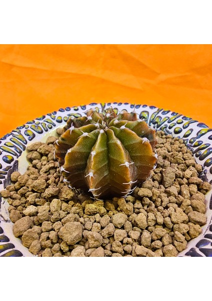 Gymnocalycium Sepia 4 cm Özel Tür Kaktüs modelleri