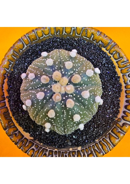 Astrophytum Star Shape 5,5 cm Boyutunda Özel Tür Kaktüs