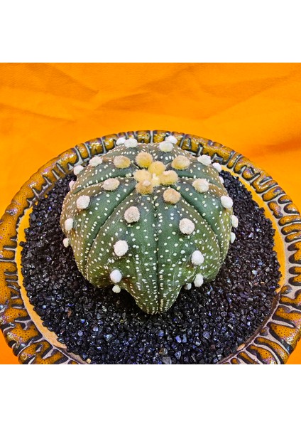 Astrophytum Star Shape 5,5 cm Boyutunda Özel Tür Kaktüs fiyatları