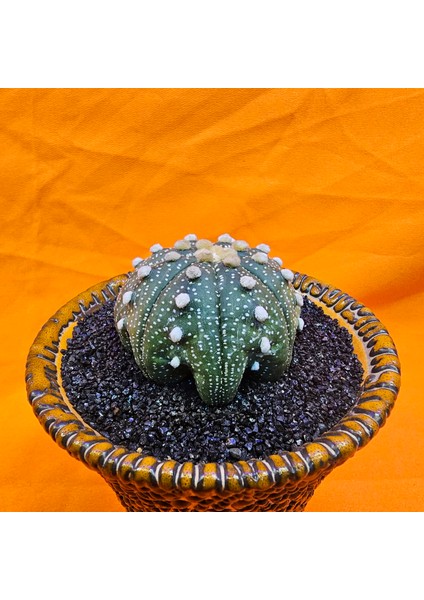 Astrophytum Star Shape 5,5 cm Boyutunda Özel Tür Kaktüs modelleri