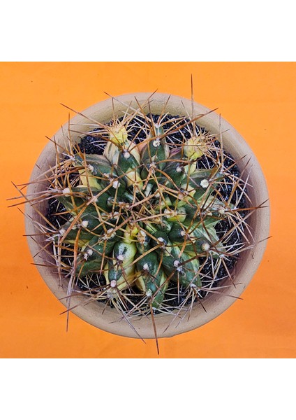 Gymnocalycium Marble 8 cm Özel Tür Kaktüs