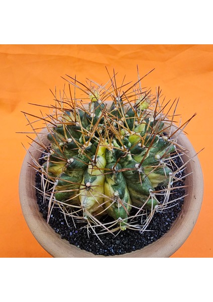 Gymnocalycium Marble 8 cm Özel Tür Kaktüs fiyatları