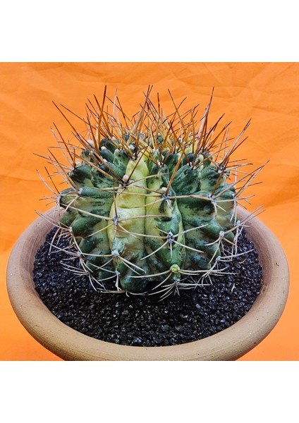 Gymnocalycium Marble 8 cm Özel Tür Kaktüs modelleri