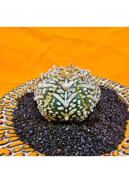 Astrophytum V-Cactus 4,5 cm Boyutunda Özel Tür Kaktüs modelleri