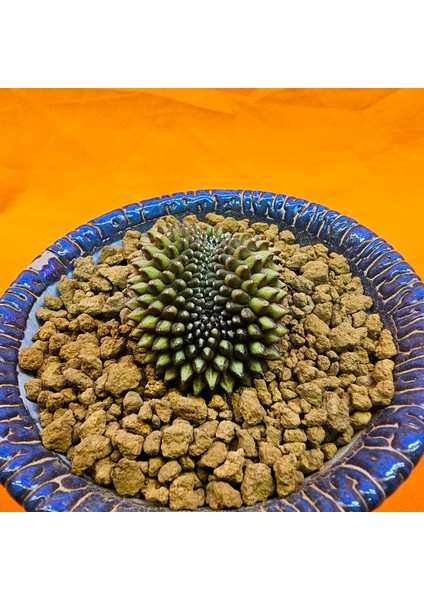 Gymnocalycium Inermis Cristat 4,5 cm Özel Tür Kaktüs fiyatları
