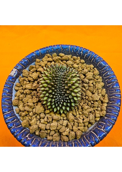 Gymnocalycium Inermis Cristat 4,5 cm Özel Tür Kaktüs modelleri