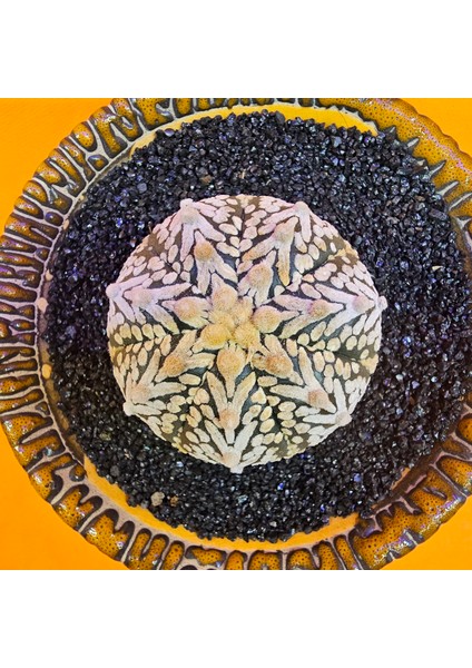Astrophytum V-Cactus 4 cm Boyutunda Özel Tür Kaktüs