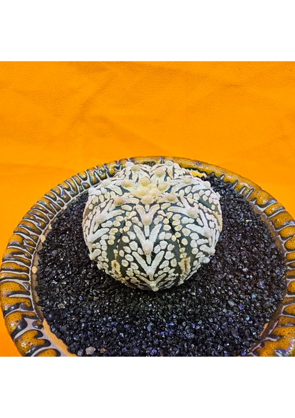 Astrophytum V-Cactus 4 cm Boyutunda Özel Tür Kaktüs fiyatları