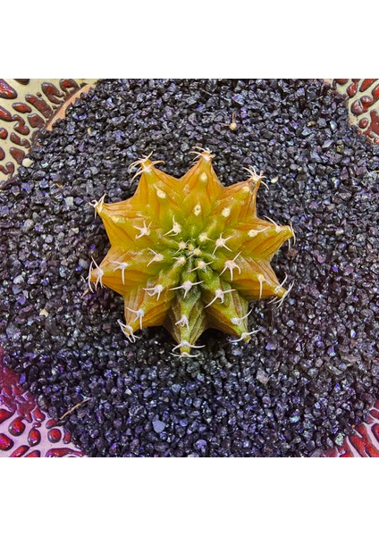 Gymnocalycium Sepia 3,5 cm Özel Tür Kaktüs