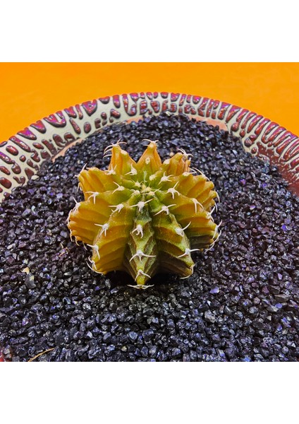 Gymnocalycium Sepia 3,5 cm Özel Tür Kaktüs fiyatları