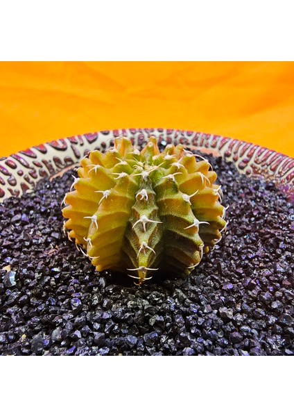 Gymnocalycium Sepia 3,5 cm Özel Tür Kaktüs modelleri
