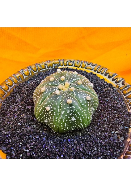 Astrophytum Star Shape 4,5 cm Boyutunda Özel Tür Kaktüs fiyatları