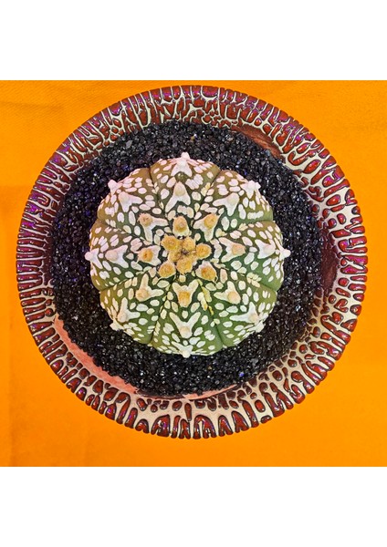Astrophytum V-Cactus 5 cm Boyutunda Özel Tür Kaktüs