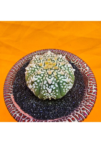 Astrophytum V-Cactus 5 cm Boyutunda Özel Tür Kaktüs fiyatları