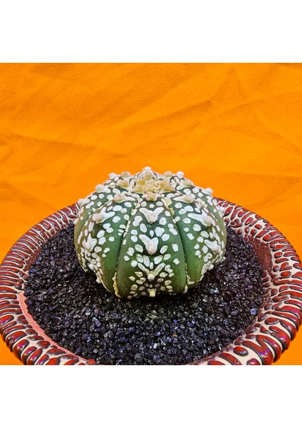 Astrophytum V-Cactus 5 cm Boyutunda Özel Tür Kaktüs modelleri