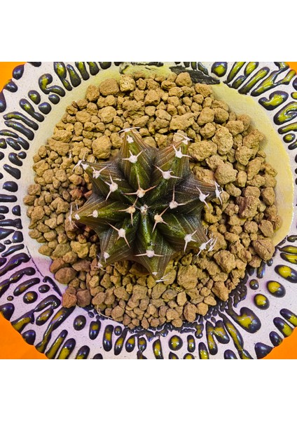 Gymnocalycium Sepia 4 cm Özel Tür Kaktüs