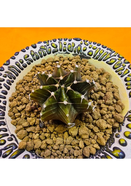 Gymnocalycium Sepia 4 cm Özel Tür Kaktüs fiyatları