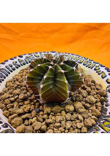 Gymnocalycium Sepia 4 cm Özel Tür Kaktüs modelleri