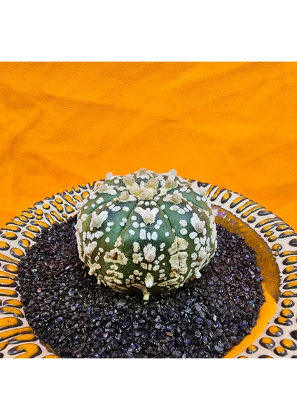 Astrophytum V-Cactus 4,5 cm Boyutunda Özel Tür Kaktüs modelleri