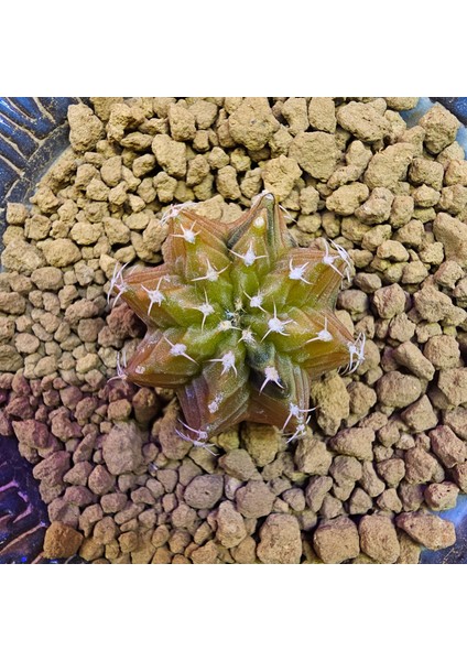 Gymnocalycium Sepia 3 cm Özel Tür Kaktüs